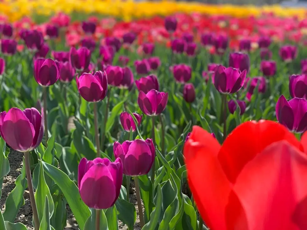 Spring in Dushanbe, the City of Tulips