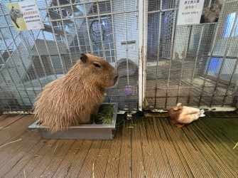 A Cozy Study Break: Exploring Animal Cafes in Taiwan